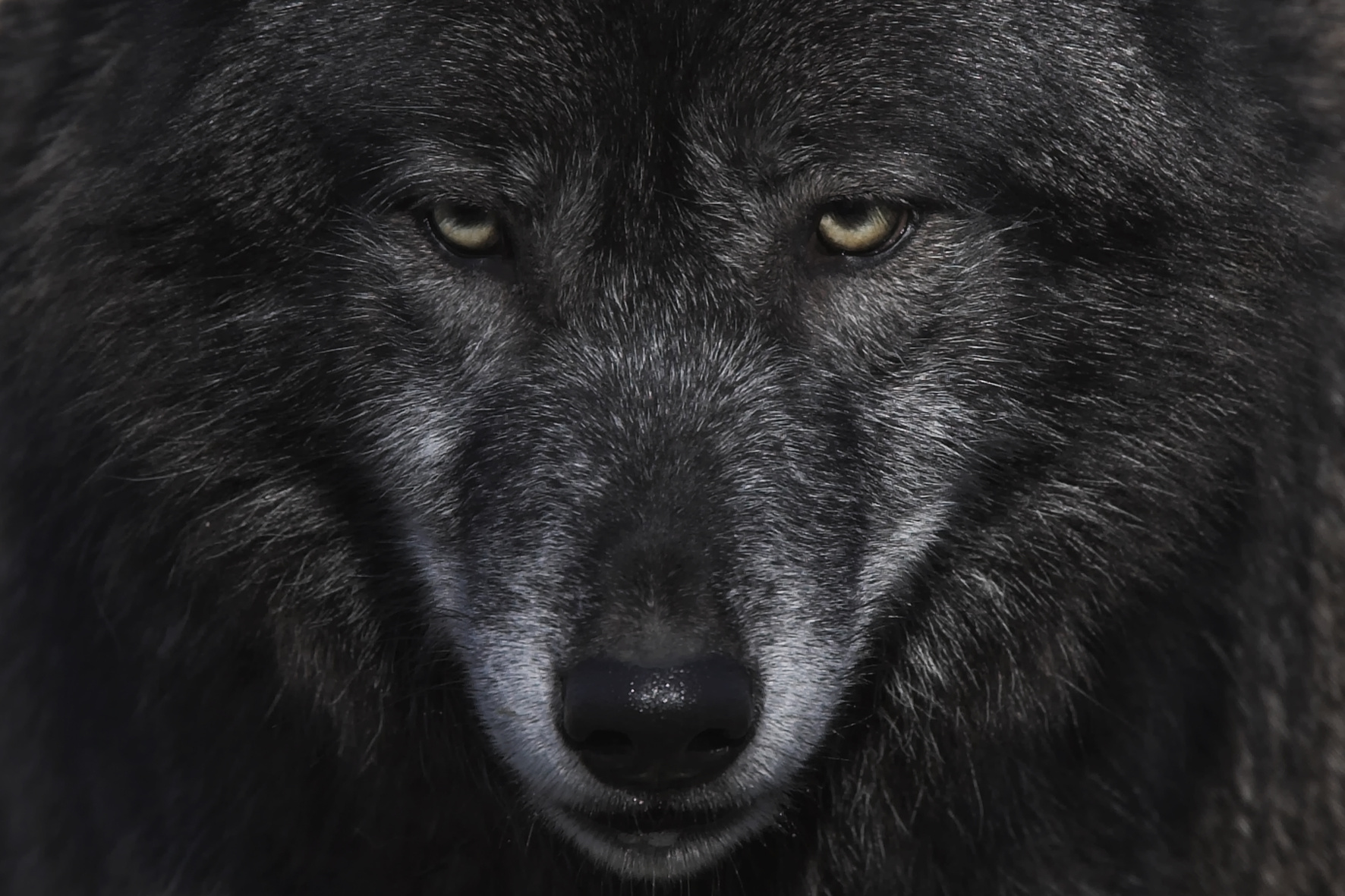 Wolf *Lupus'